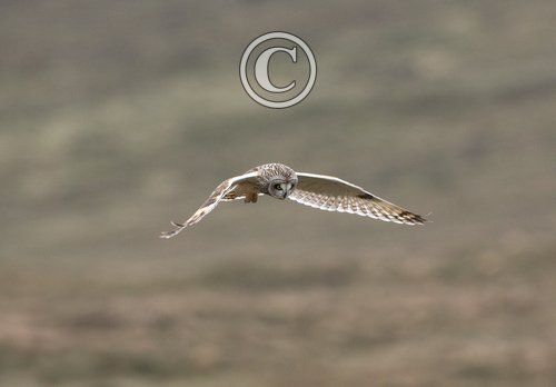 Short-eared Owl in Flight DM0913